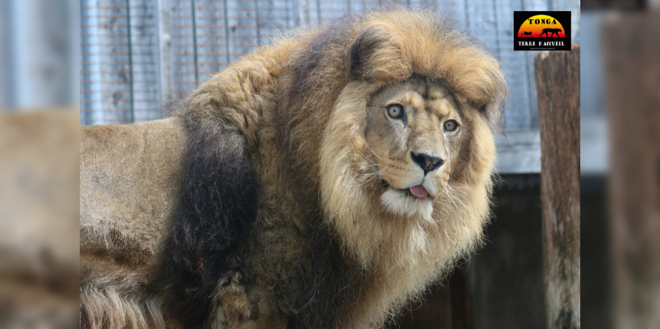 Loire le lion César est décédé à Saint Martin la Plaine Impact FM