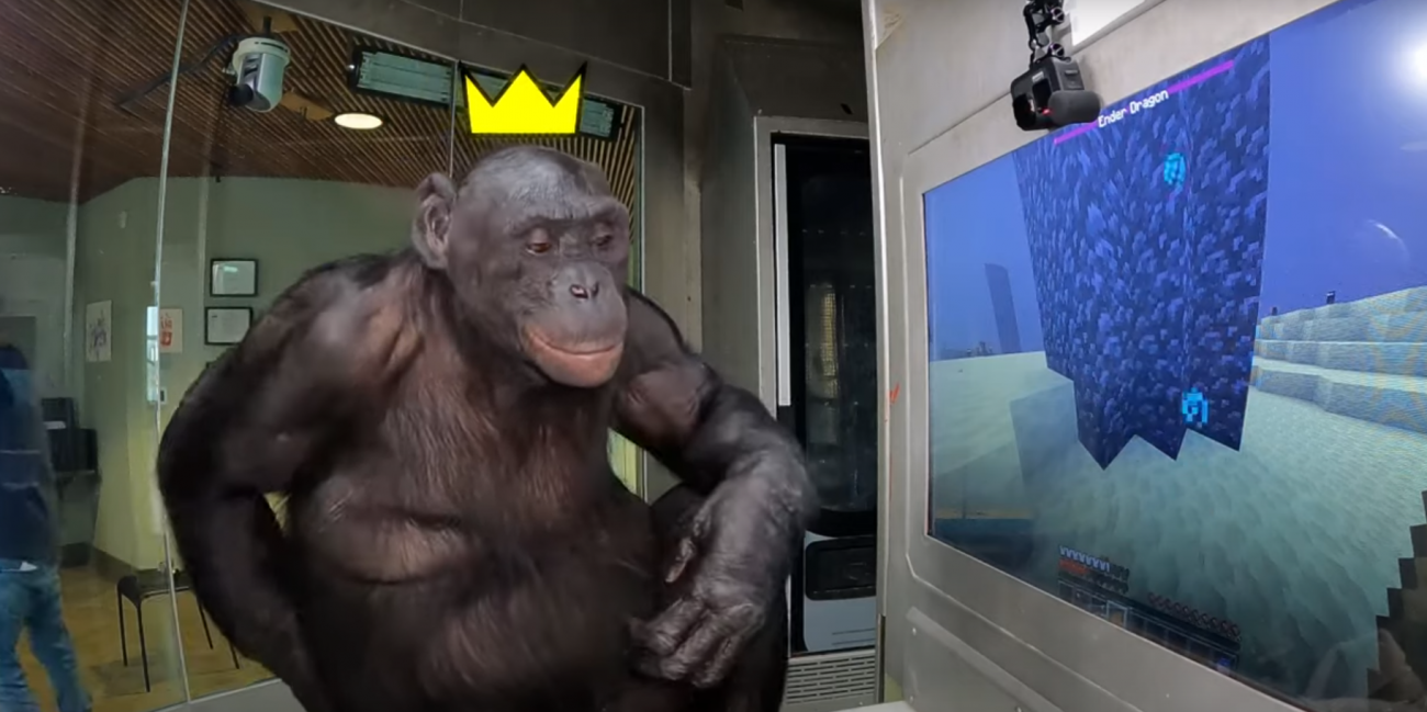 Un singe bonobo vient à bout du boss final de Minecraft