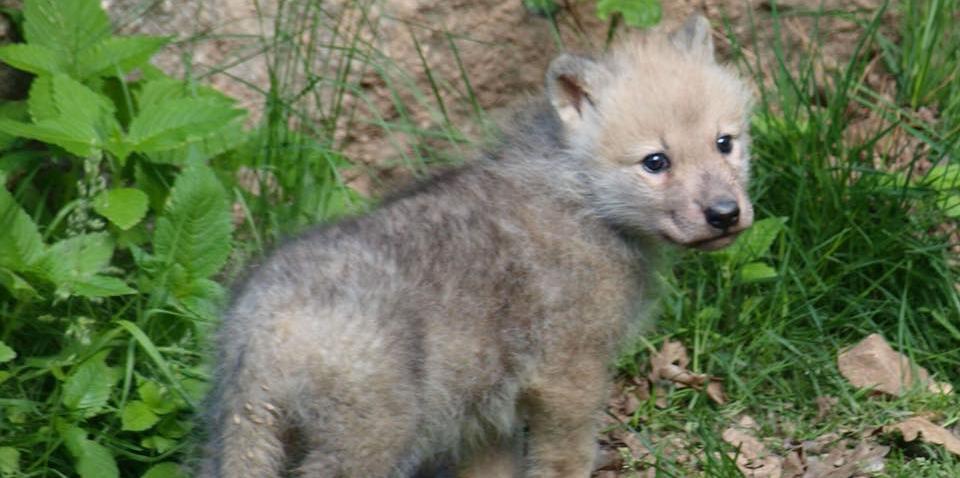 Photos Parc De Courzieu Naissance D Un Bebe Loup Arctique Radio Scoop