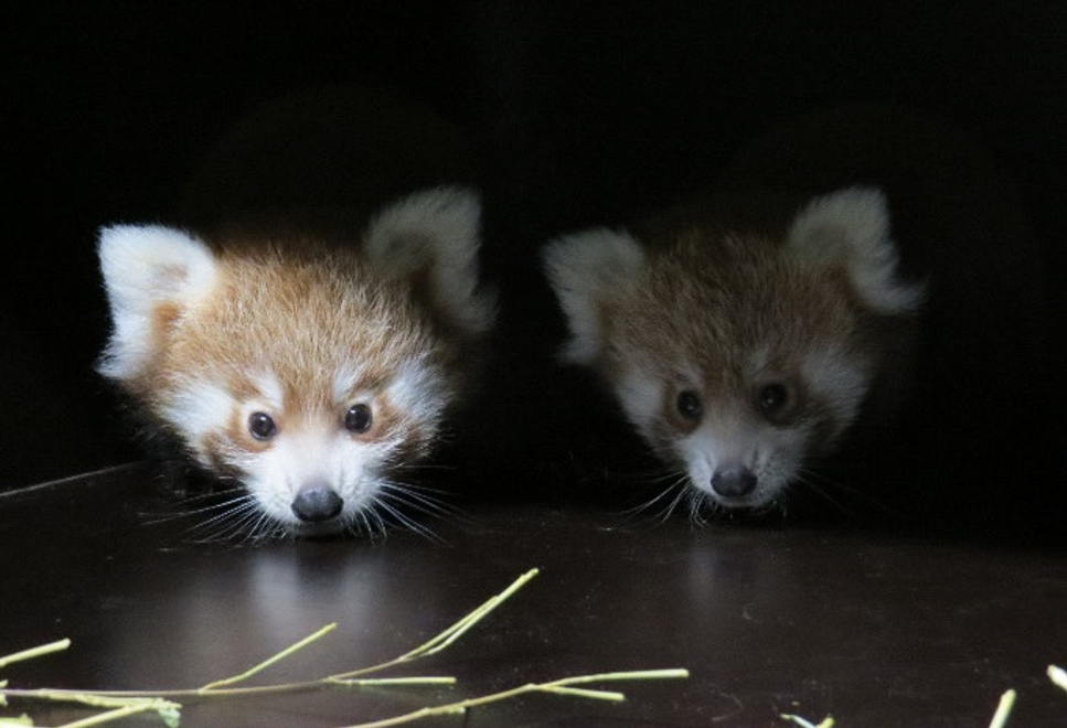 Quatre bébés loutres d'une espèce vulnérable sont nés au parc