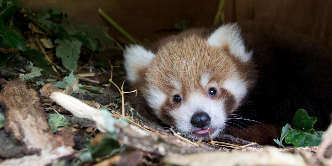 Pandas Roux - Parc Animalier d'Auvergne