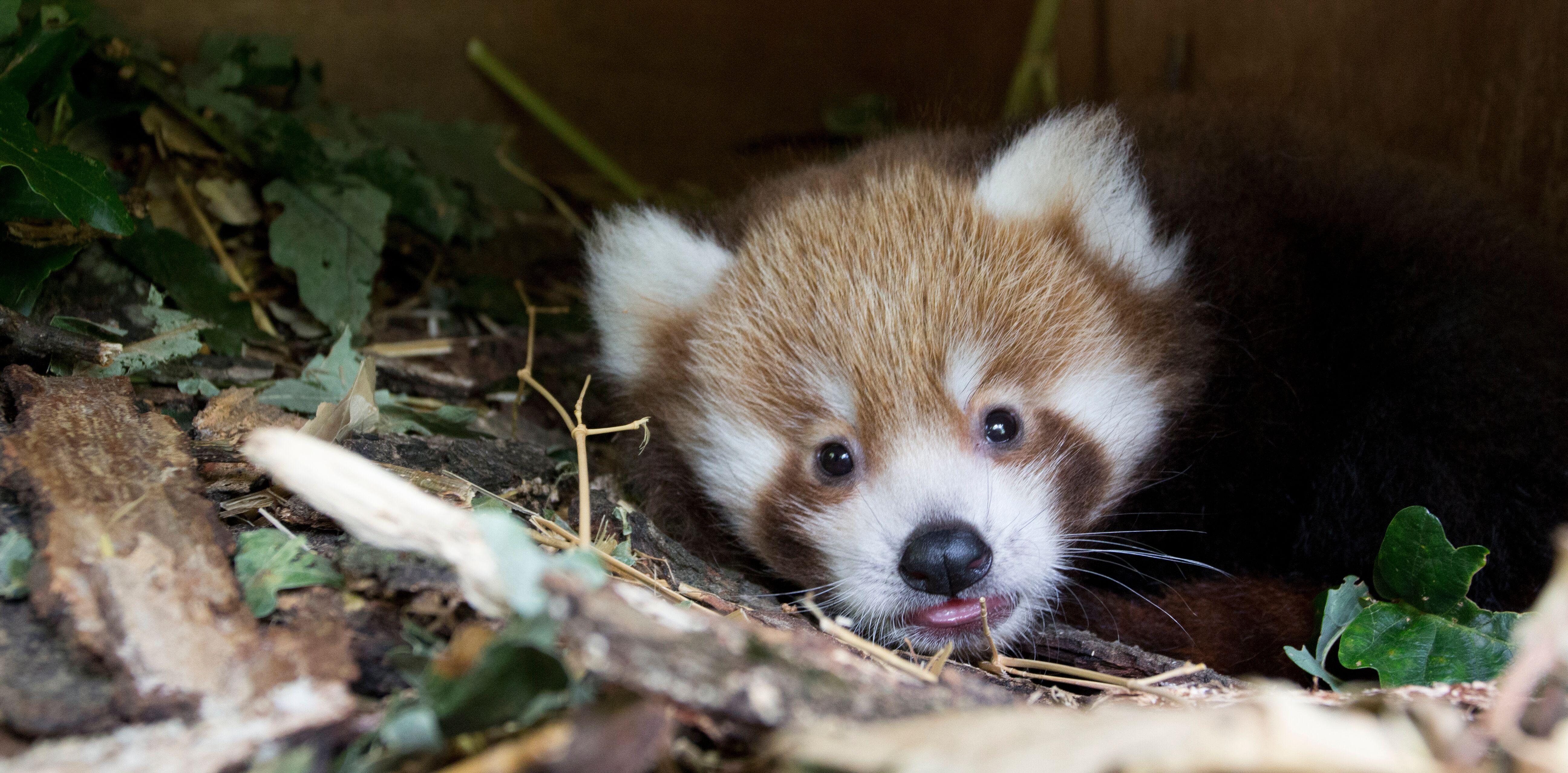 Le parc animalier d Auvergne d voile le nom du panda  roux  