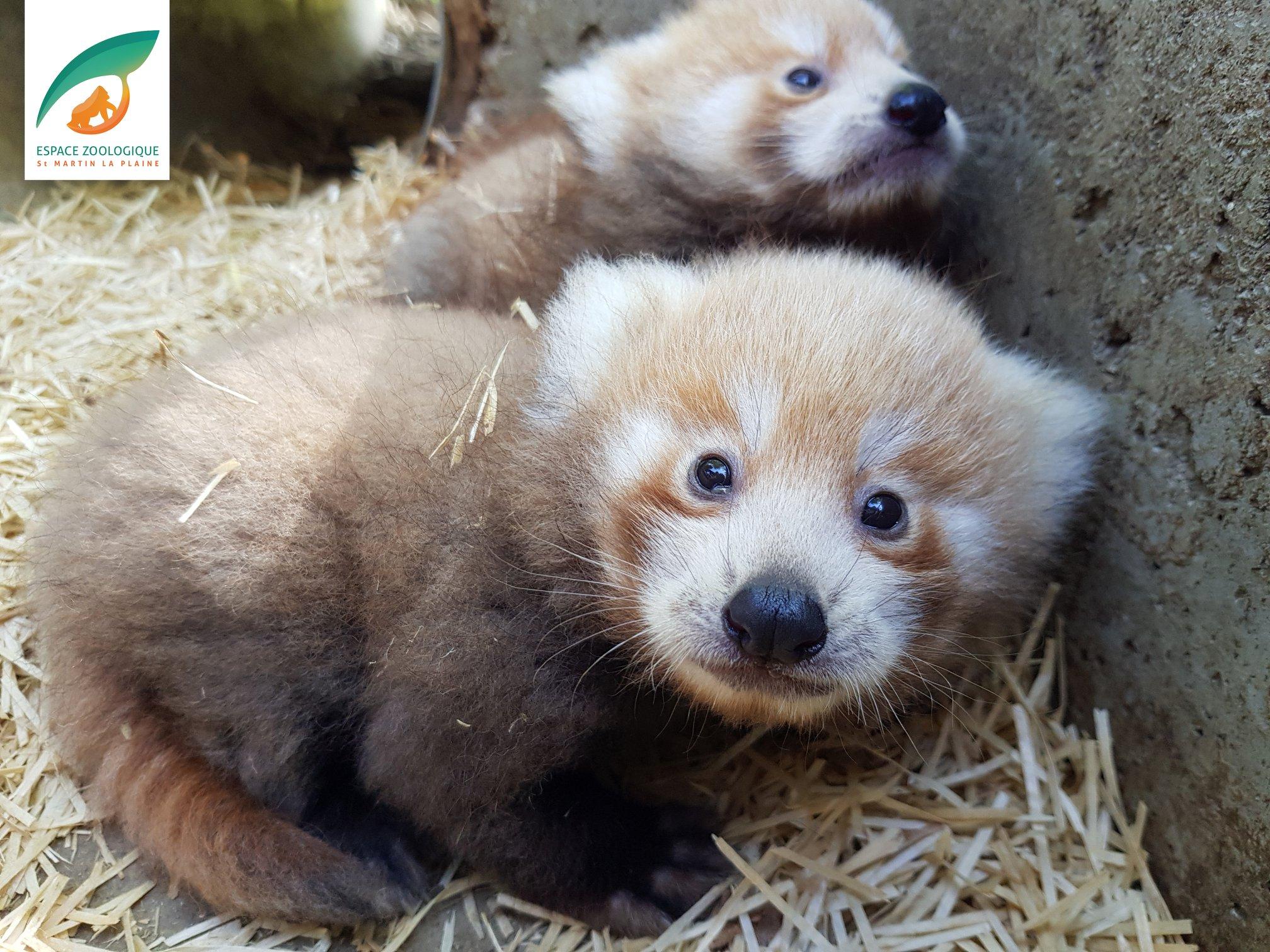 Loire Deux Pandas Roux Naissent Au Zoo De Saint Martin La Plaine Radio Scoop