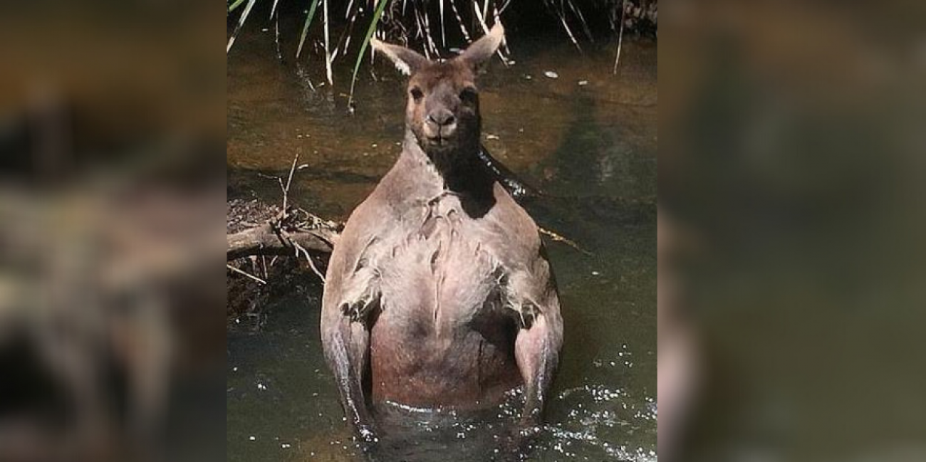 Australie : il tombe sur un kangourou au physique impressionnant ! - Radio  SCOOP