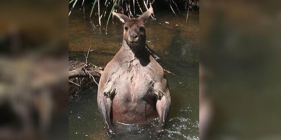 Australie Il Tombe Sur Un Kangourou Au Physique Impressionnant Radio Scoop