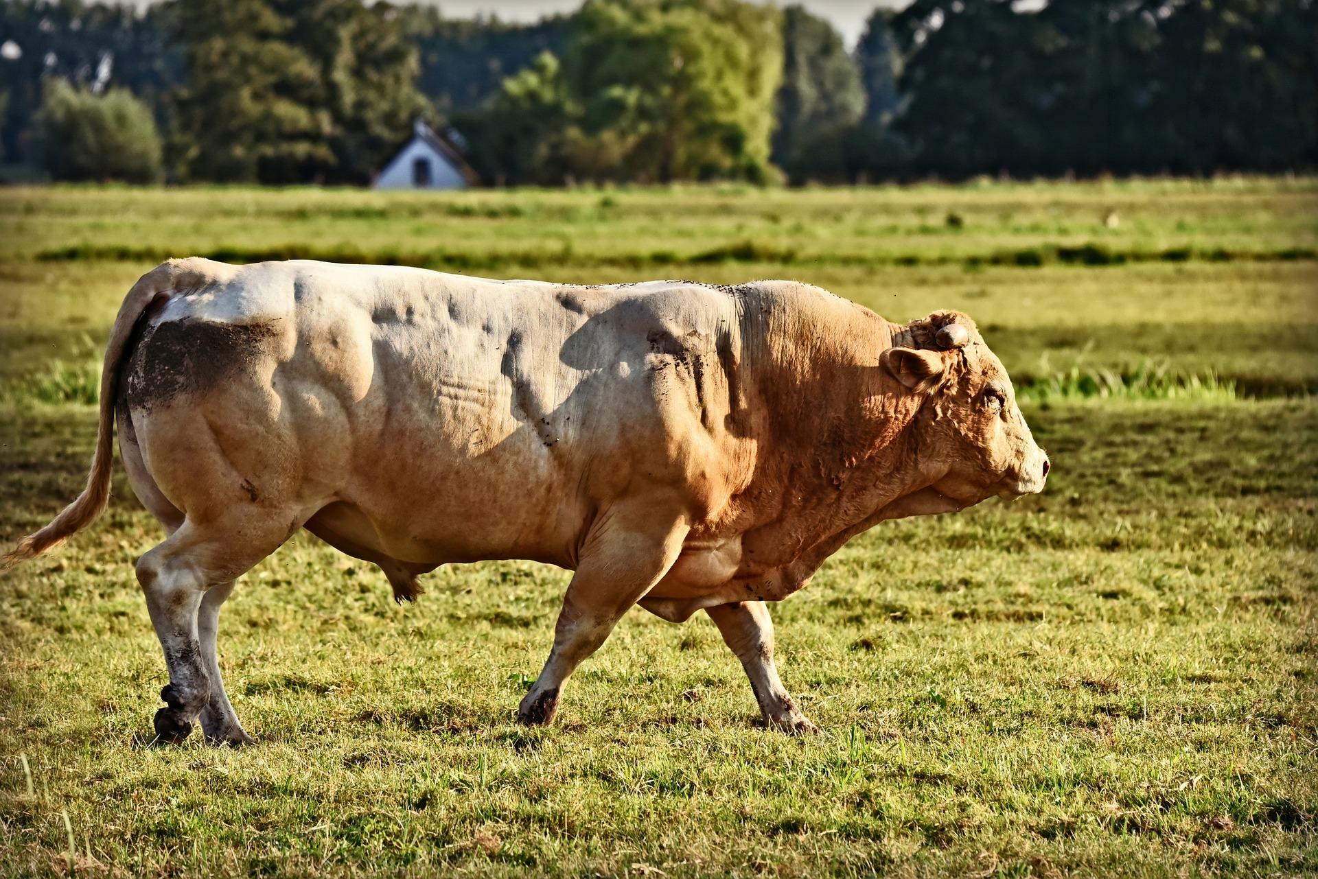 Loire / Rhône: a bull escapes and walks in freedom