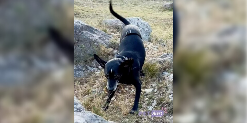 Loire Disparu Depuis Plusieurs Jours Le Chien Spirou Retrouvé Sain Et Sauf Radio Scoop 