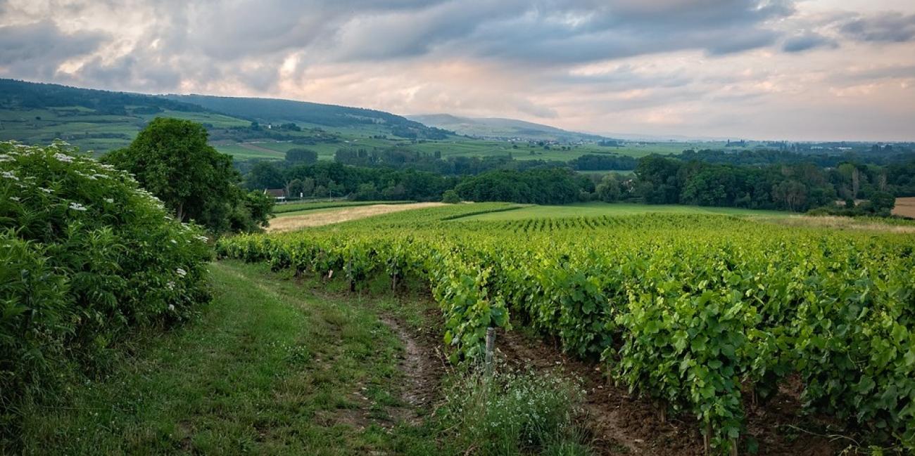 Rhône : ivre, elle se promène nue dans les vignes - Radio SCOOP