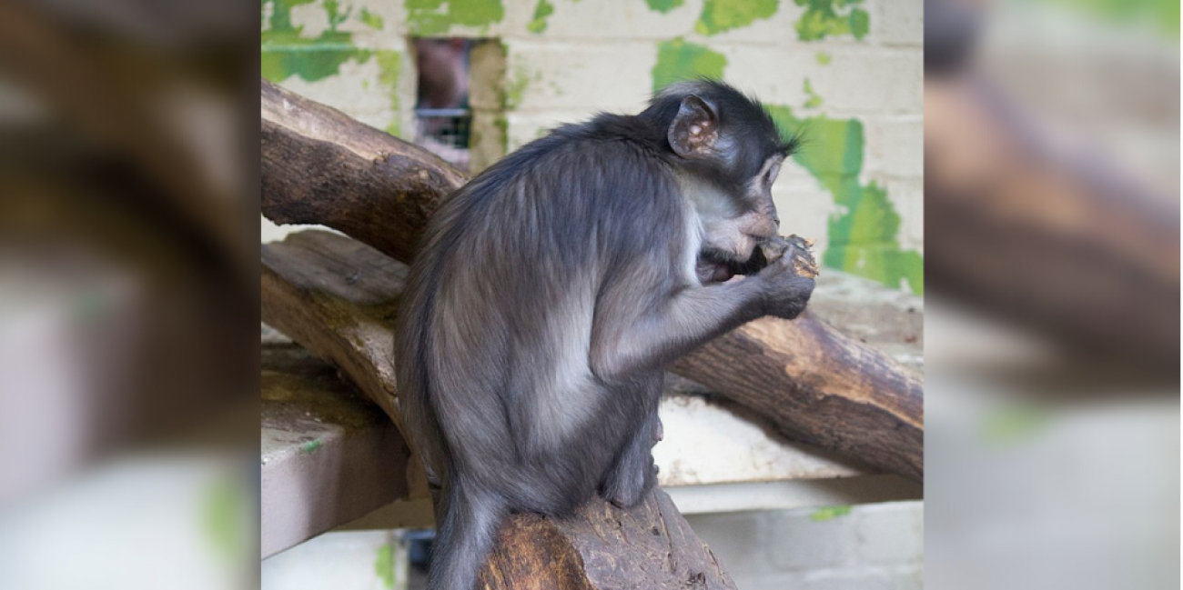 Loire : un bébé singe est né au zoo de Saint-Martin-la-Plaine - Radio SCOOP